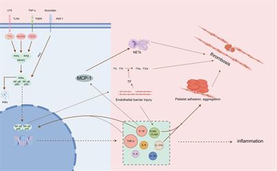Research progress of NF-κB signaling pathway and thrombosis